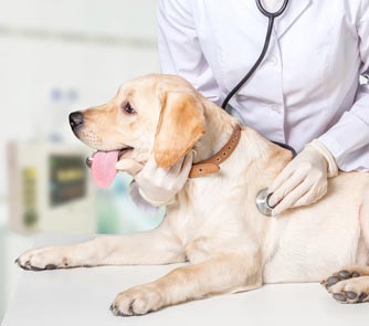 Veterinarian Checking Dog's Heart Rate